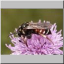 Epeoloides coecutiens - Schmuckbiene w01 9mm.jpg